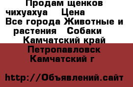 Продам щенков чихуахуа  › Цена ­ 10 000 - Все города Животные и растения » Собаки   . Камчатский край,Петропавловск-Камчатский г.